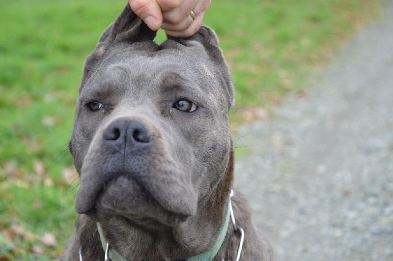 chiot Cane Corso Du Clos Kerberos